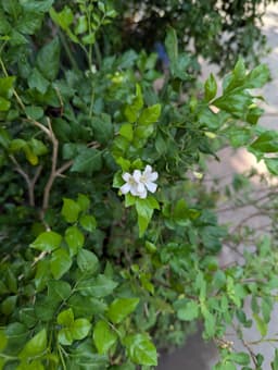 Flower one thumbnail 1